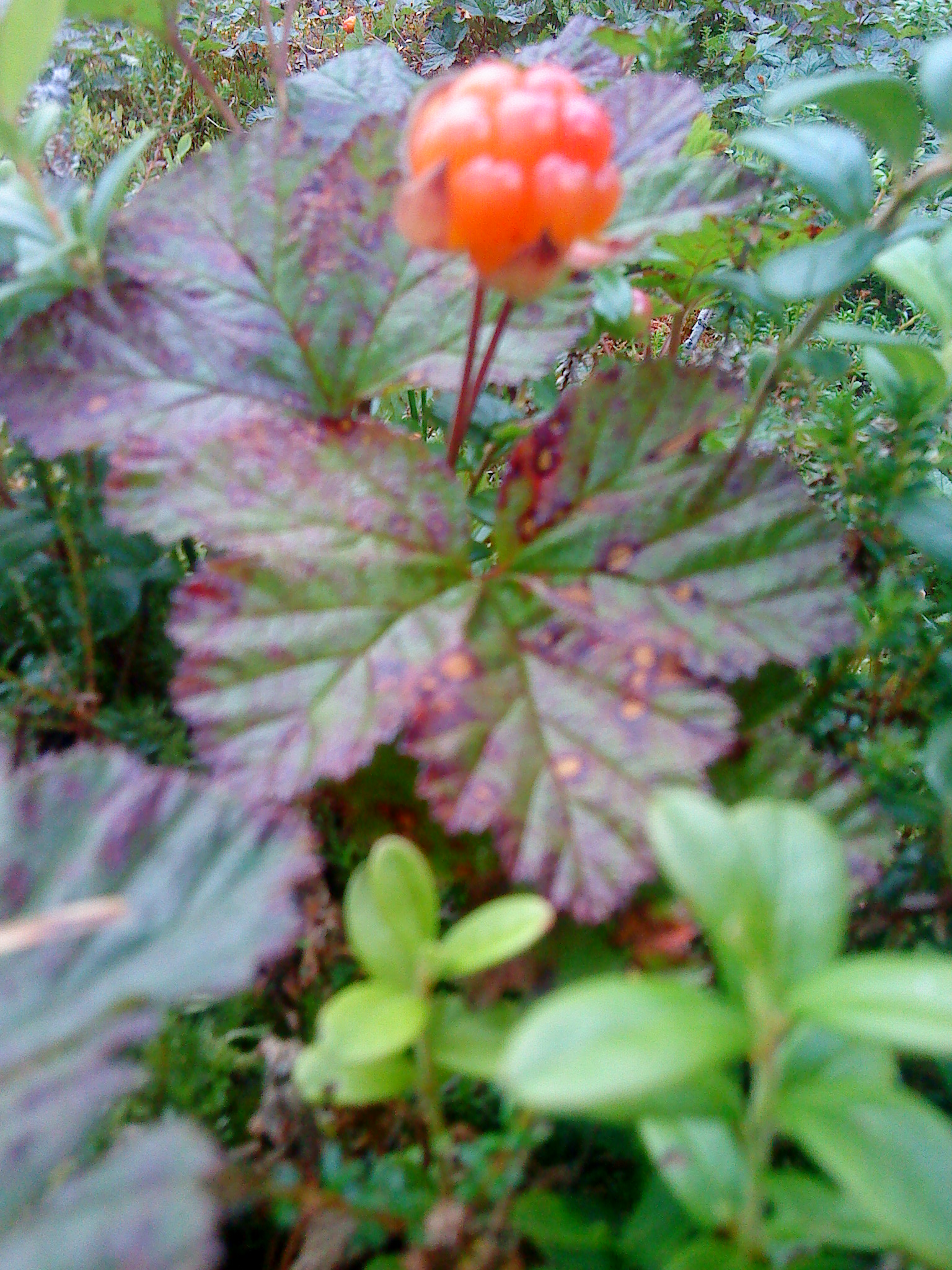 Storträsk – 250 år – En by i tiden!